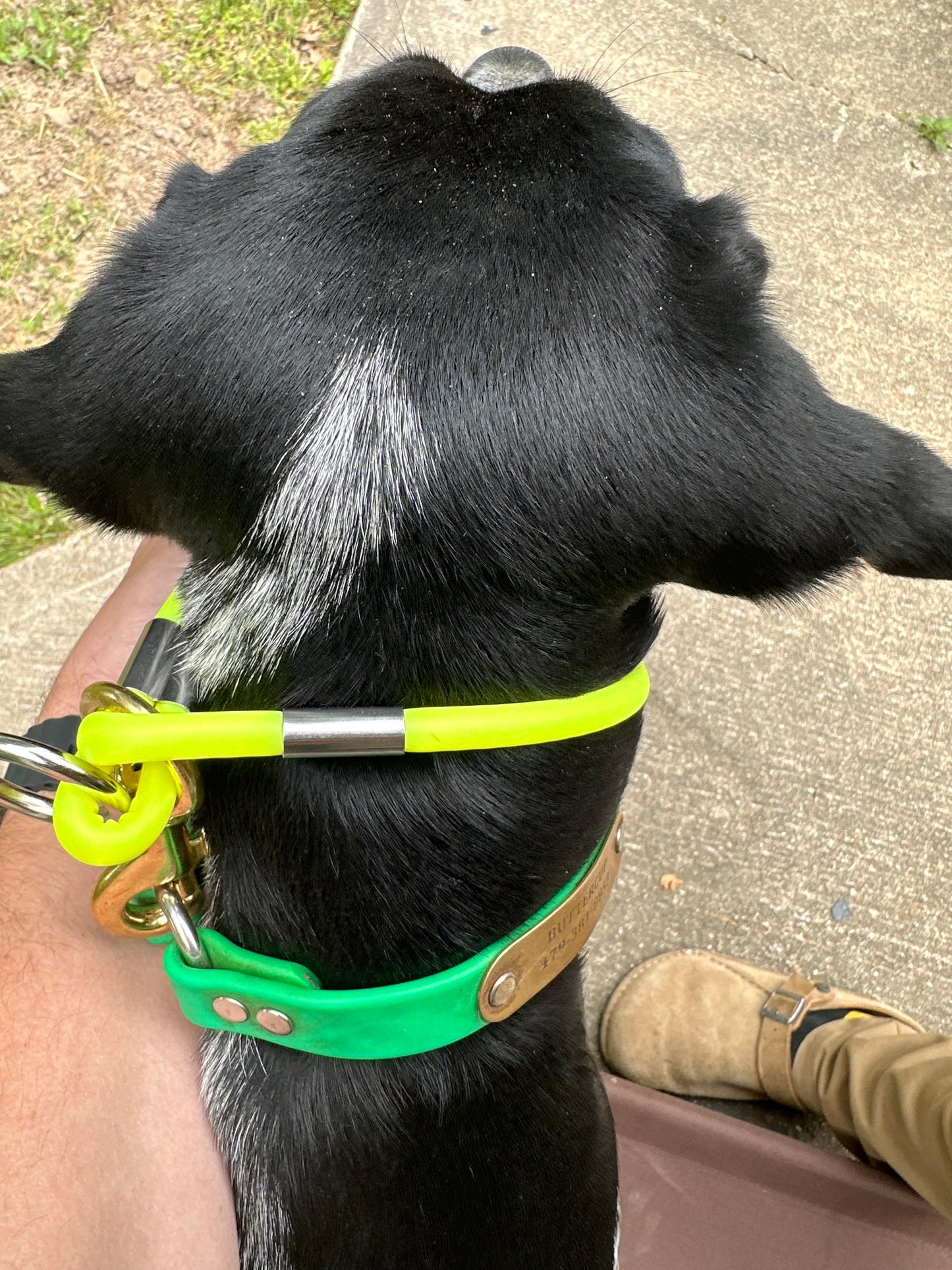 okie dog bird dog rope lead on dog