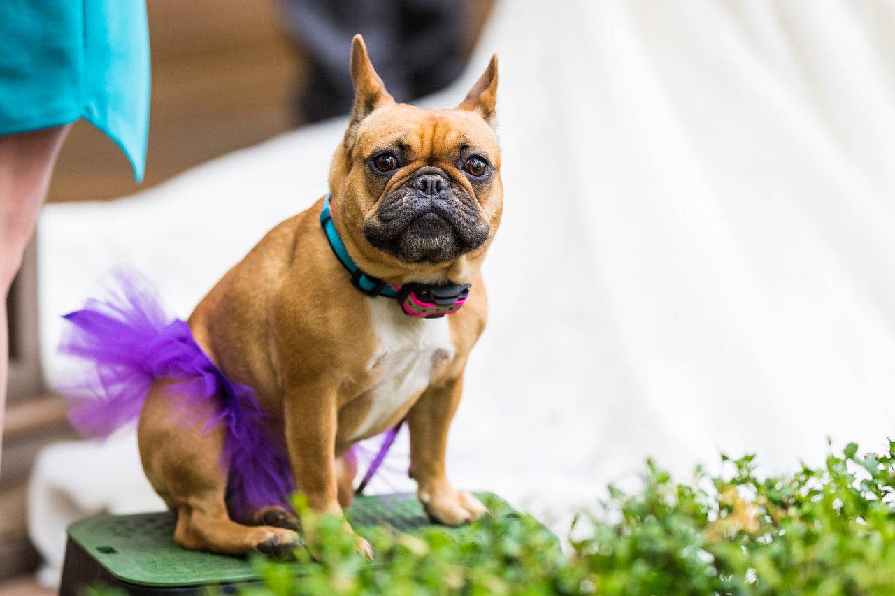 Tip Top Specialty Dayglo E-Collar - Solid - OKIE DOG SUPPLY