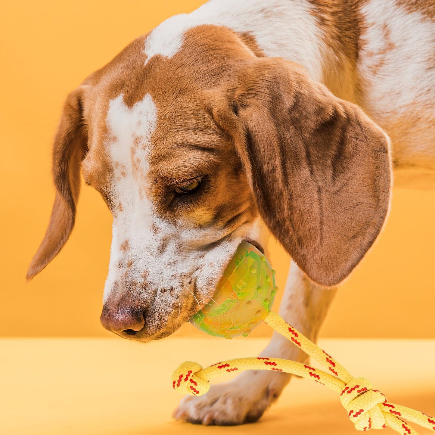 FDT Rubber Dog Ball on Rope, Medium - Diameter 2.3"