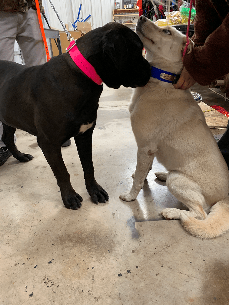 3/4 Inch Solid DayGlo Collar - Custom Build - All Sizes - OKIE DOG SUPPLY