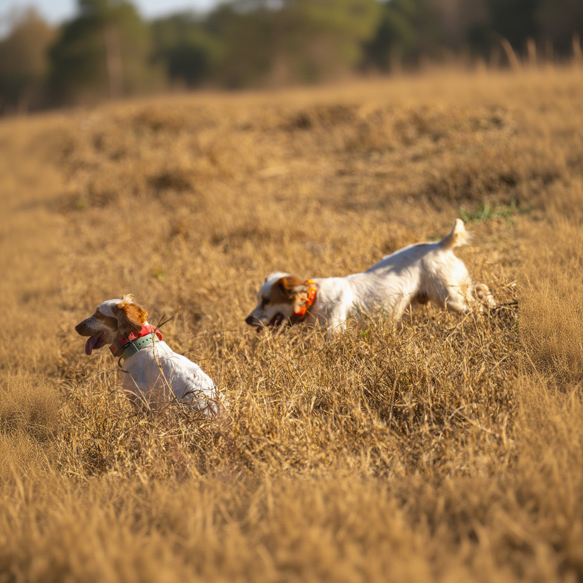 Two small white dogs with tan patches wearing bright orange and green collars, running through dry golden grass in an outdoor field.