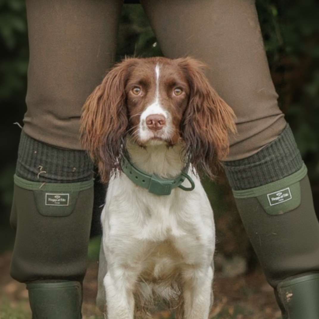 A brown and white dog stands between a person's legs wearing olive green waders and a green collar, with a blurred outdoor background.