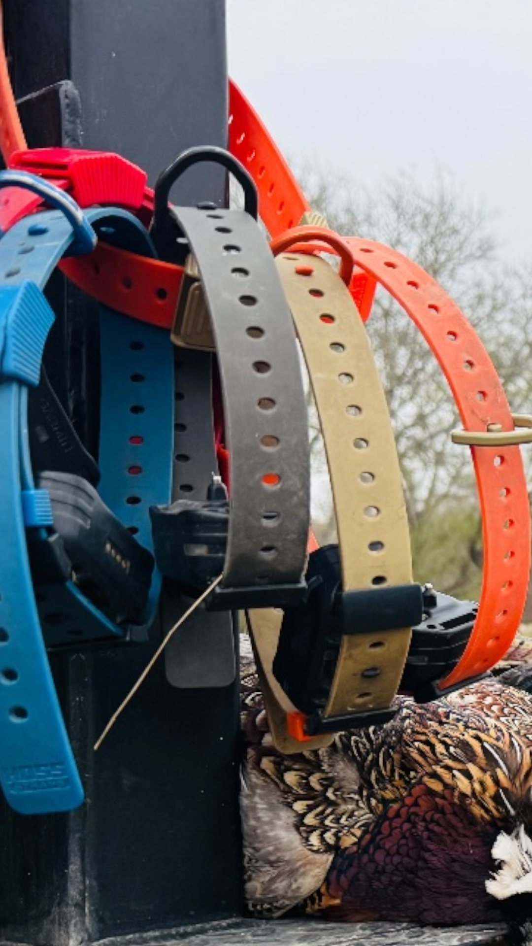 A close-up of several dog collars in different colors (blue, red, black, tan, orange) hanging on a black post, with a pheasant lying on the ground in the background.