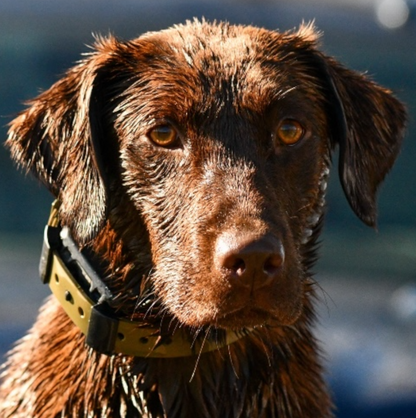 A wet brown dog wearing a yellow collar, photographed in bright sunlight with a blurred outdoor background.