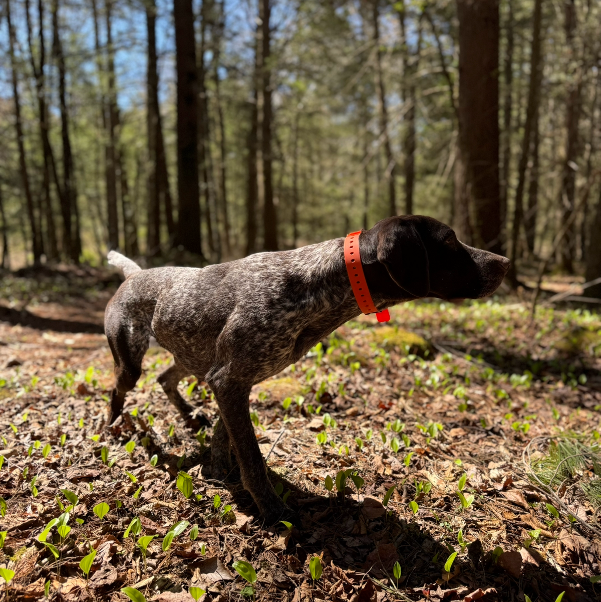 A black and white speckled dog wearing a bright orange collar walks through a wooded forest clearing.