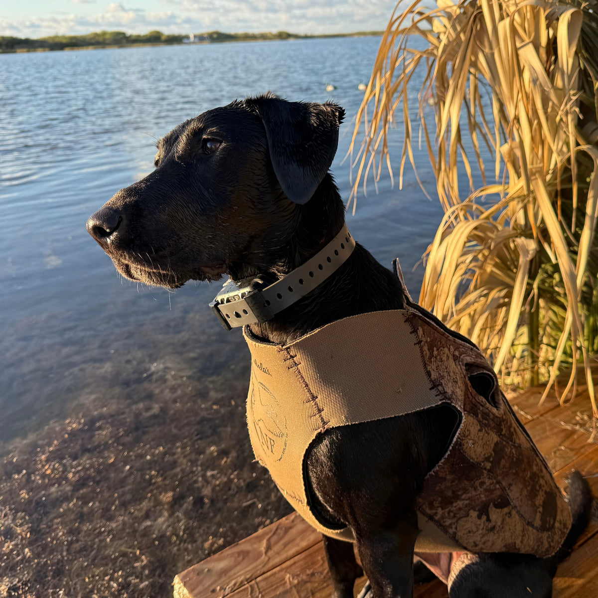 A black dog sitting on a wooden dock by the water, wearing a tan and brown waterproof dog life jacket and collar, with reeds and water in the background.