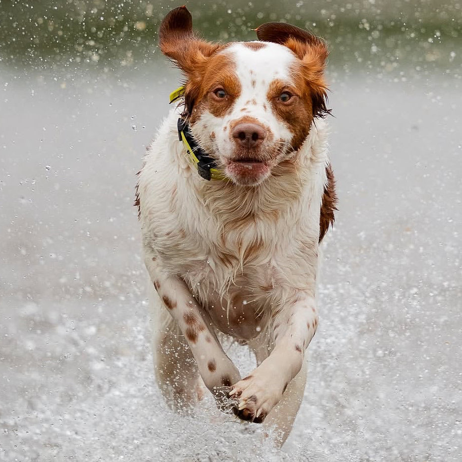 A brown and white dog running through splashing water outdoors, wearing a yellow collar.
