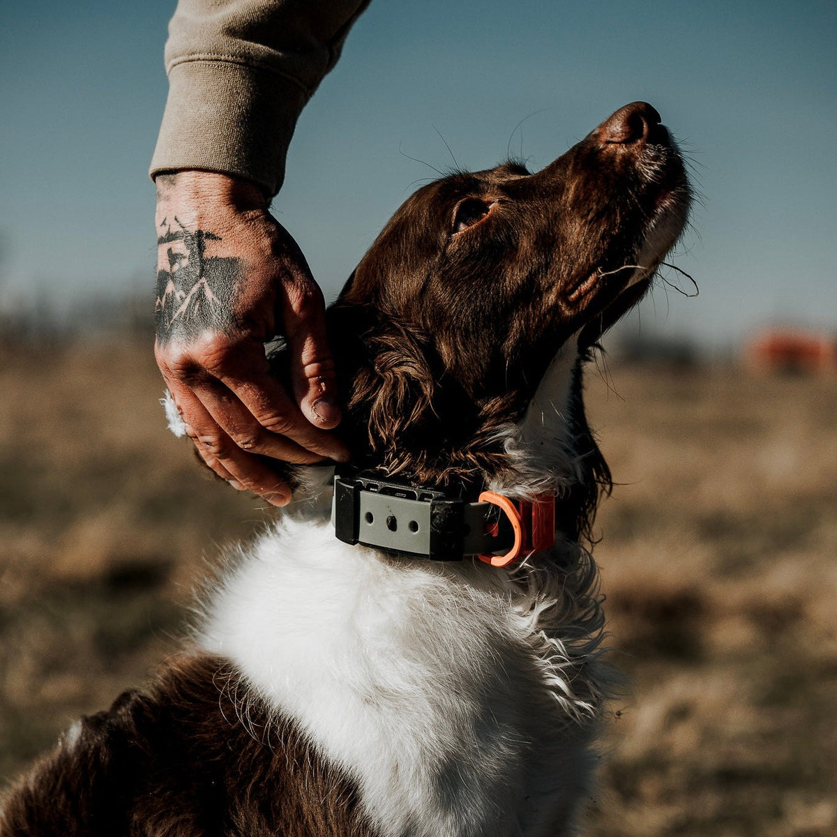 A close-up outdoor shot of a brown and white dog wearing a black electronic collar with an orange release button, while a person's tattooed hand gently pets the dog's neck in a dry field.