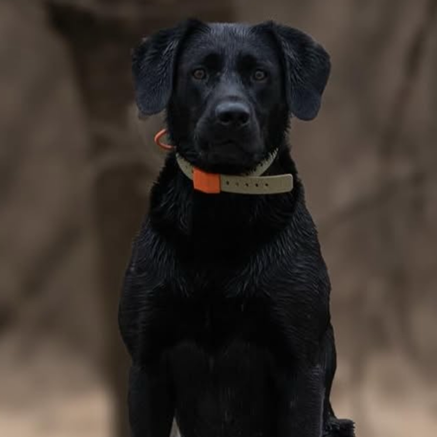 A black dog wearing a beige collar with an orange tag, photographed outdoors against a blurred brown background.