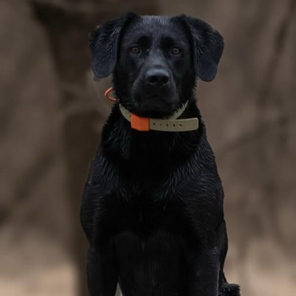 A black dog wearing a beige collar with an orange tag, photographed outdoors against a blurred brown background.