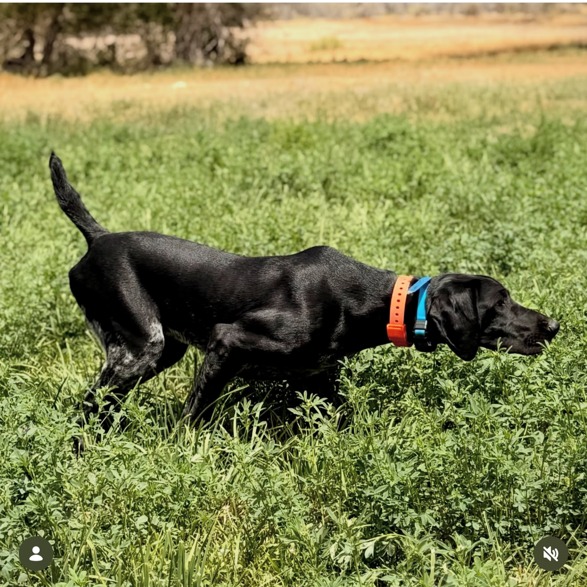 A social media post screenshot showing a black dog running through tall green grass in an outdoor field, with the caption mentioning 'hellyadrygear DUX Expo 808' and '9milekennels'.