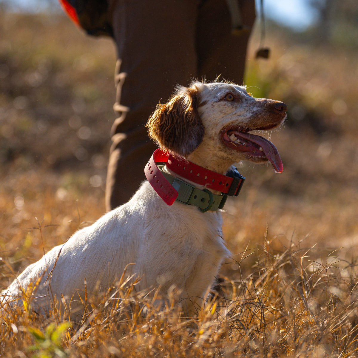 A white and brown dog wearing a red collar sits in dry grass outdoors, with a person's legs visible in the background.