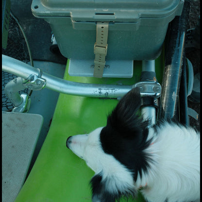 Dog looking into a green cooler with a strap on a vehicle seat