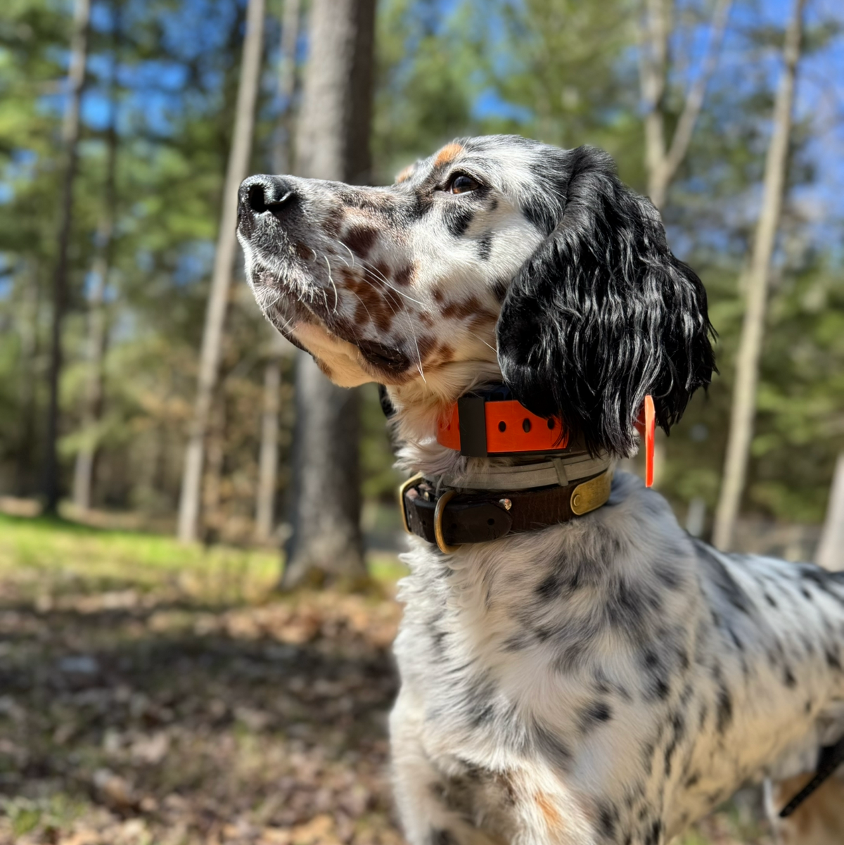 A spotted dog standing outdoors in a wooded area, wearing a brown collar with a bright orange tag.