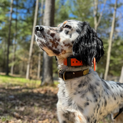 A spotted dog standing outdoors in a wooded area, wearing a brown collar with a bright orange tag.