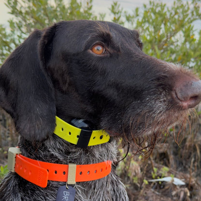 A close-up of a dog outdoors wearing two collars: a bright orange collar with a beige buckle and a small hanging tag, and a neon yellow collar with a black buckle. The dog has dark brown and gray fur, and blurred greenery is in the background.