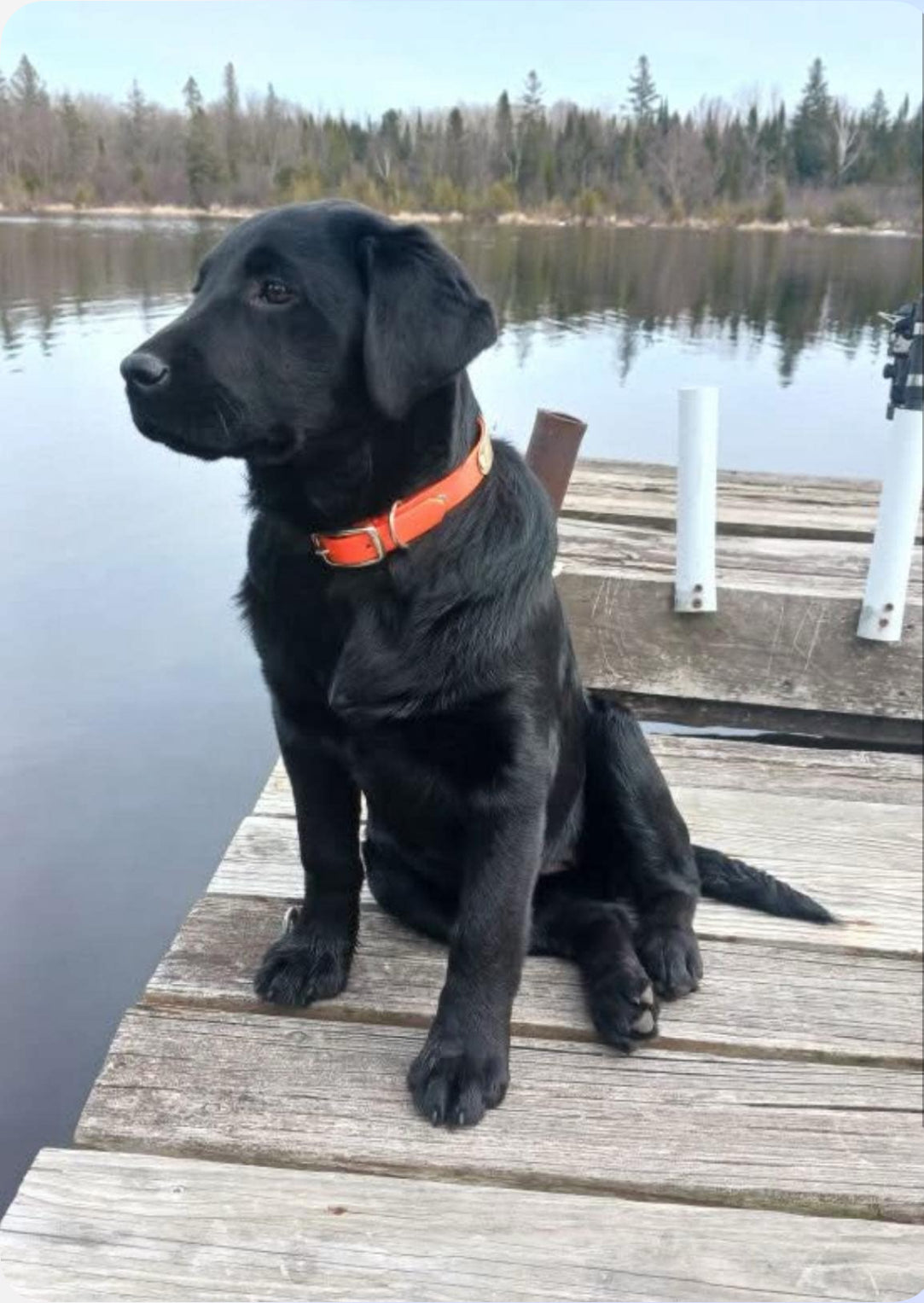 James Uecker lab with okie dog collar 
