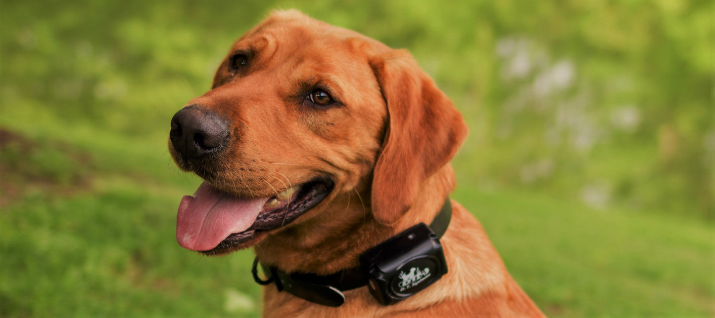 DT Systems H2O - Add On Collar