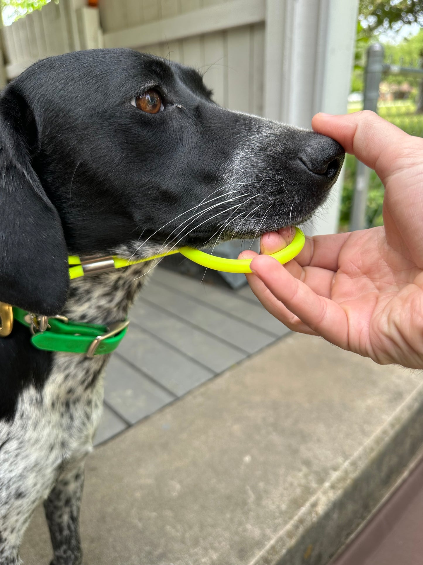 bird dog rope lead going over dog's nose