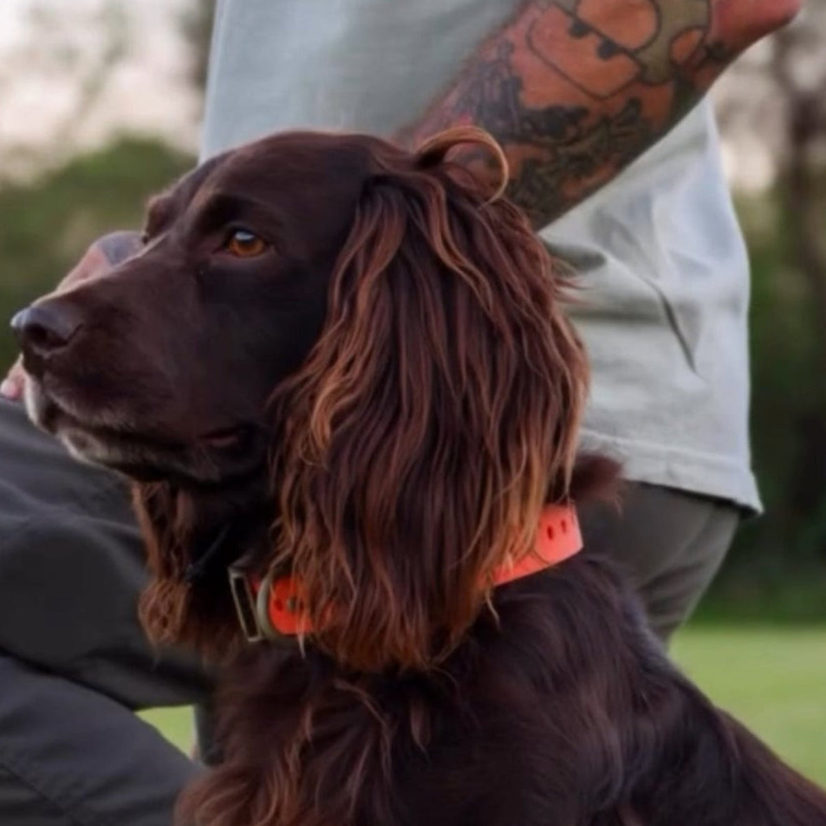 A dark brown long-haired dog wearing a bright orange collar, shown outdoors with a person in a light gray shirt and dark pants in the background.