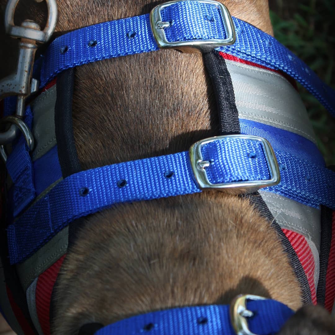 Aussie Style Pro Plate- Attached Collar Seatbelt - OKIE DOG SUPPLY