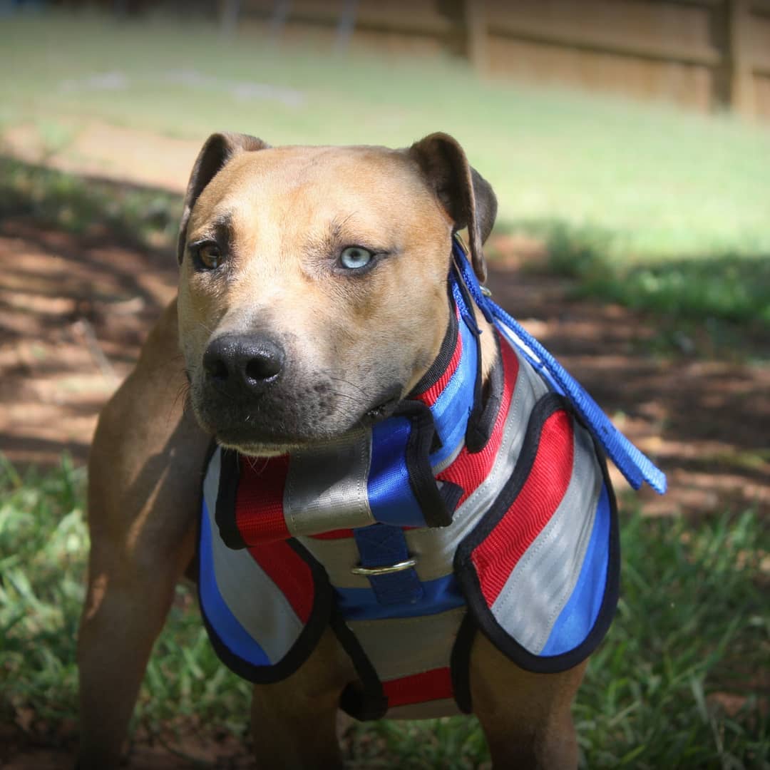 Aussie Style Pro Plate- Attached Collar Seatbelt - OKIE DOG SUPPLY