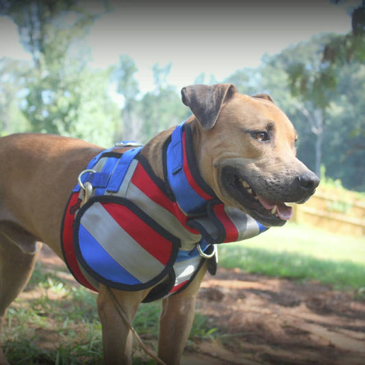 Aussie Style Pro Plate- Attached Collar Seatbelt - OKIE DOG SUPPLY