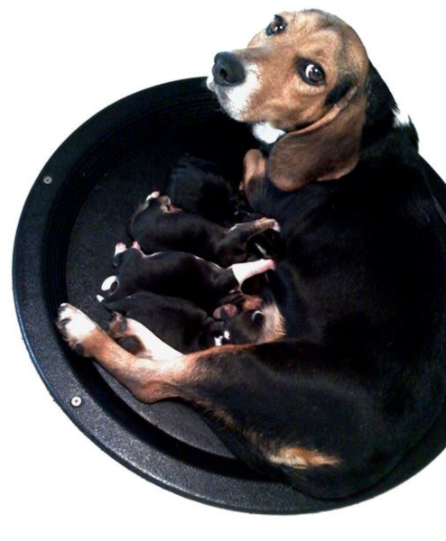 Black Mountain Whelping Nest - OKIE DOG SUPPLY