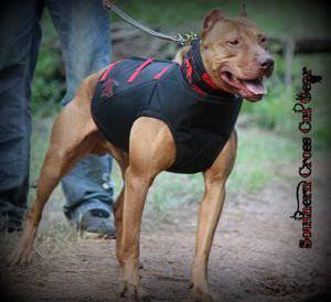 Dirty Dawg Catch Vest- Collar Separate Ballistics/Felt - OKIE DOG SUPPLY