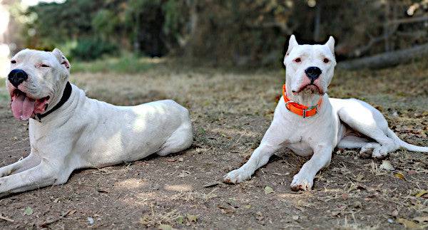 3/4 Inch Solid DayGlo Collar - Custom Build - All Sizes - OKIE DOG SUPPLY