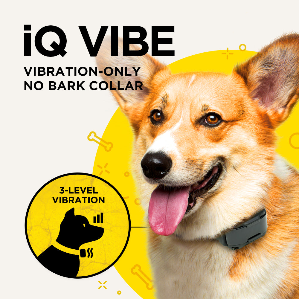 Dogtra iQ Vibe