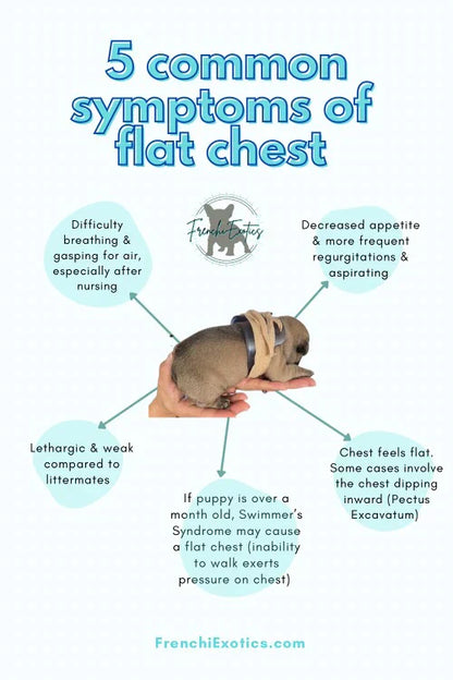 Puppy Flat Chest Protector And Treatment