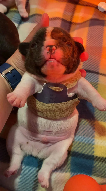 Puppy Flat Chest Protector And Treatment