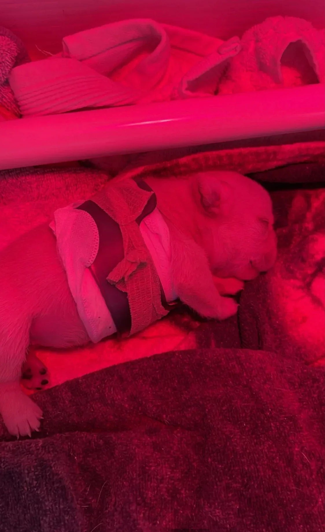 Puppy Flat Chest Protector And Treatment