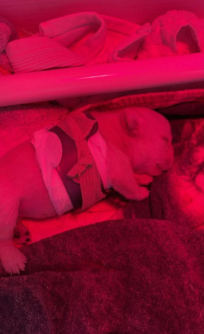 Puppy Flat Chest Protector And Treatment