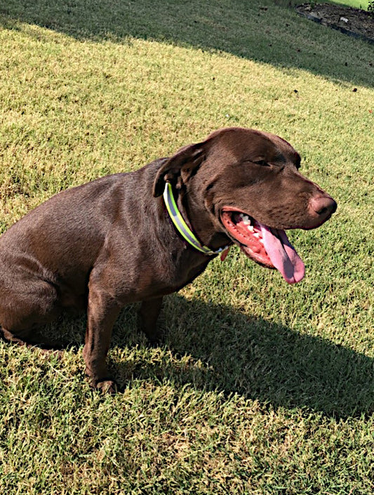 1 Inch Reflective DayGlo Collar - Custom Build - All Sizes