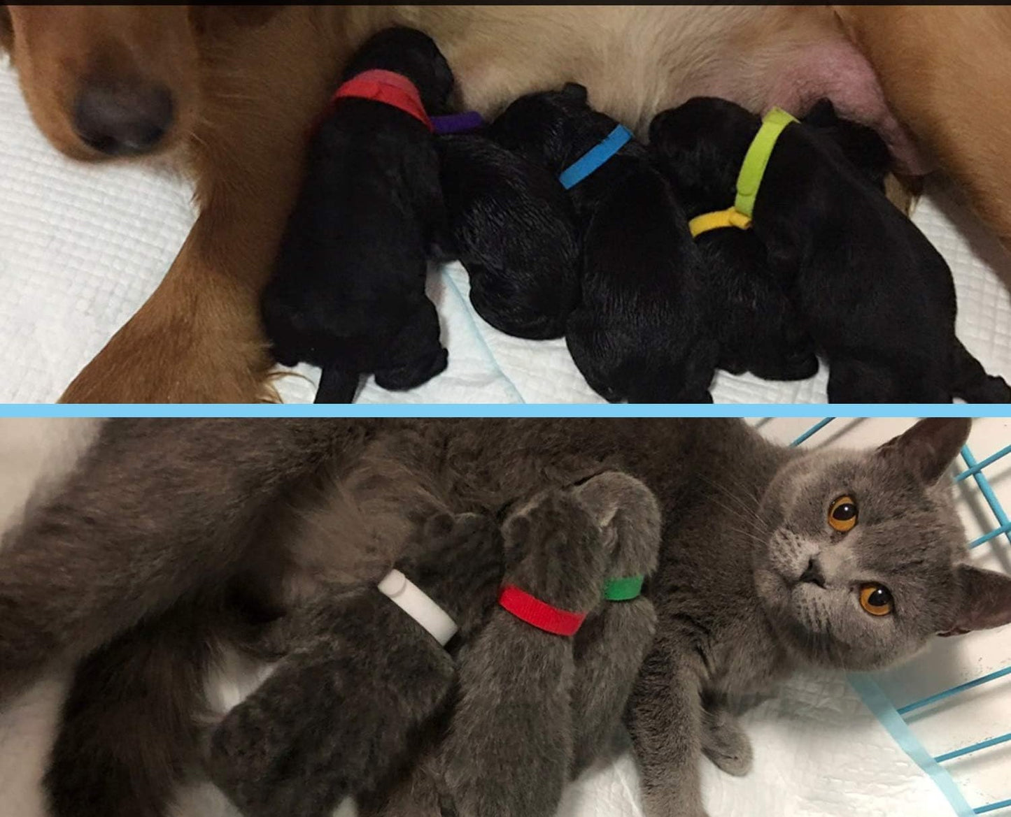Puppy and Kitten ID Bands - Velcro Closure - Adjustable