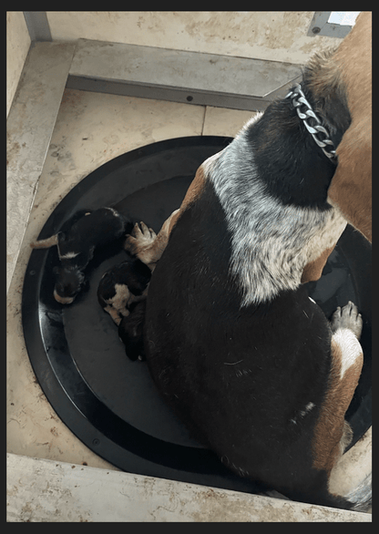 Black Mountain Whelping Nest - OKIE DOG SUPPLY